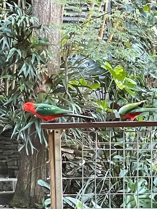 Willa Country Creek Retreat Cooroy